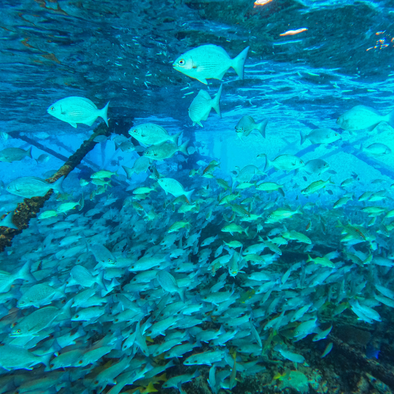Alligator Reef