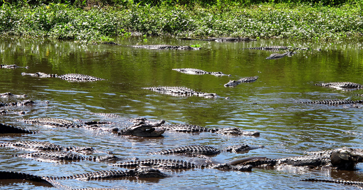 Alligator Watching in Florida