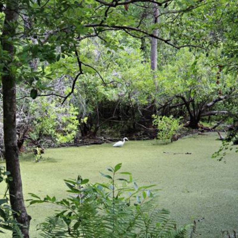 Brooker Creek Preserve