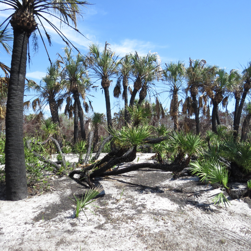 Caladesi Island State Park