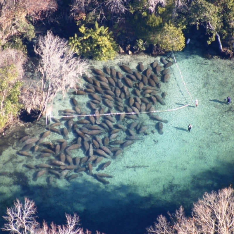 Crystal River