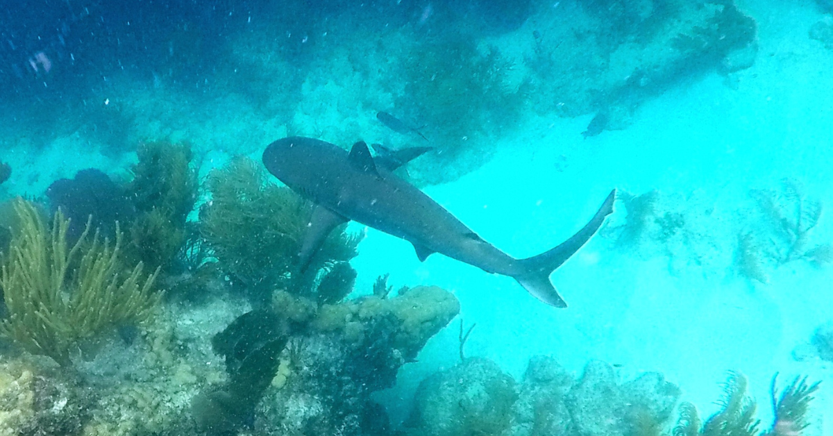 Top Destinations for Exceptional Diving and Snorkeling in the Florida Keys