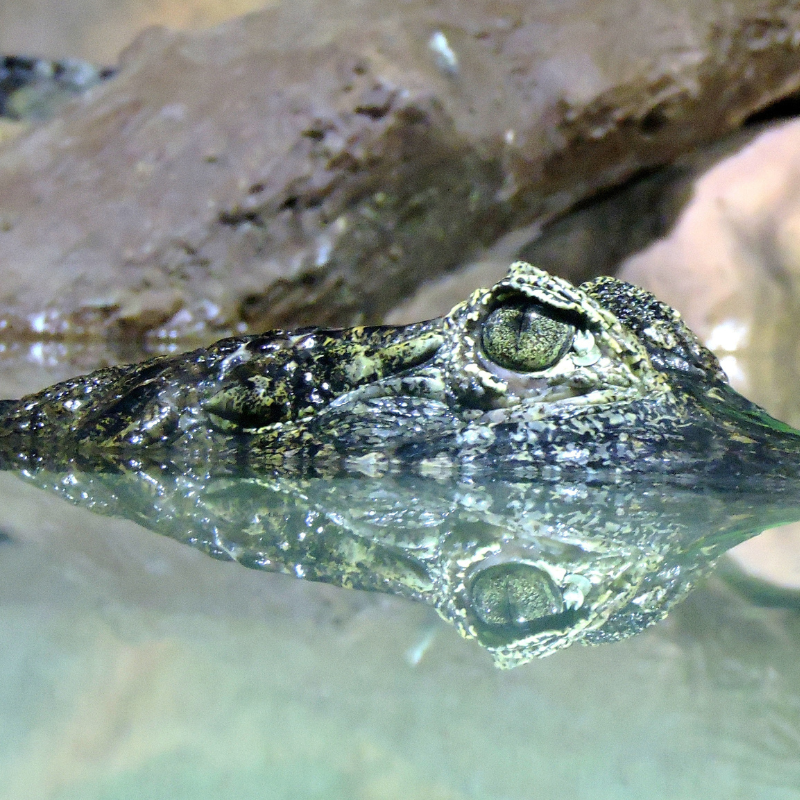 Everglades Wildlife