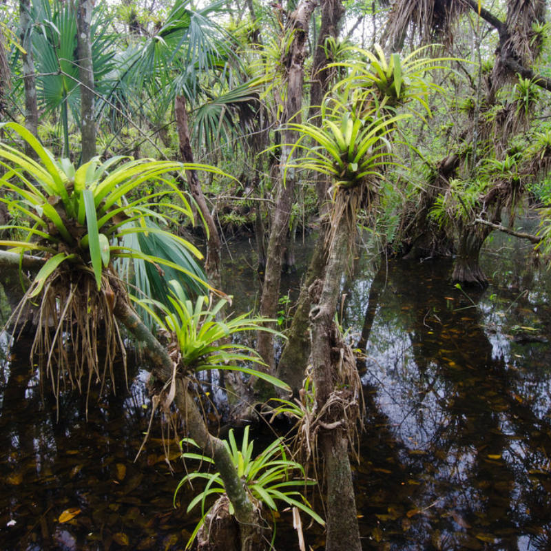 Fakahatchee Strand Preserve
