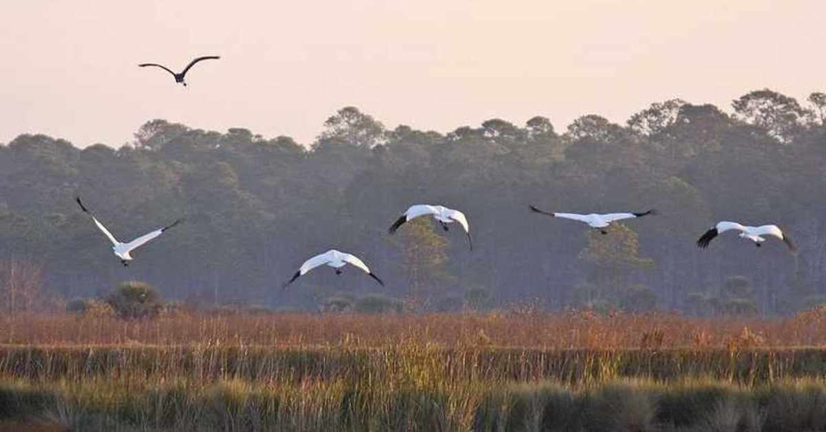 Florida Birding Hotspots