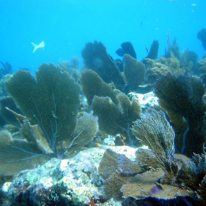 John Pennekamp Coral Reef State Park