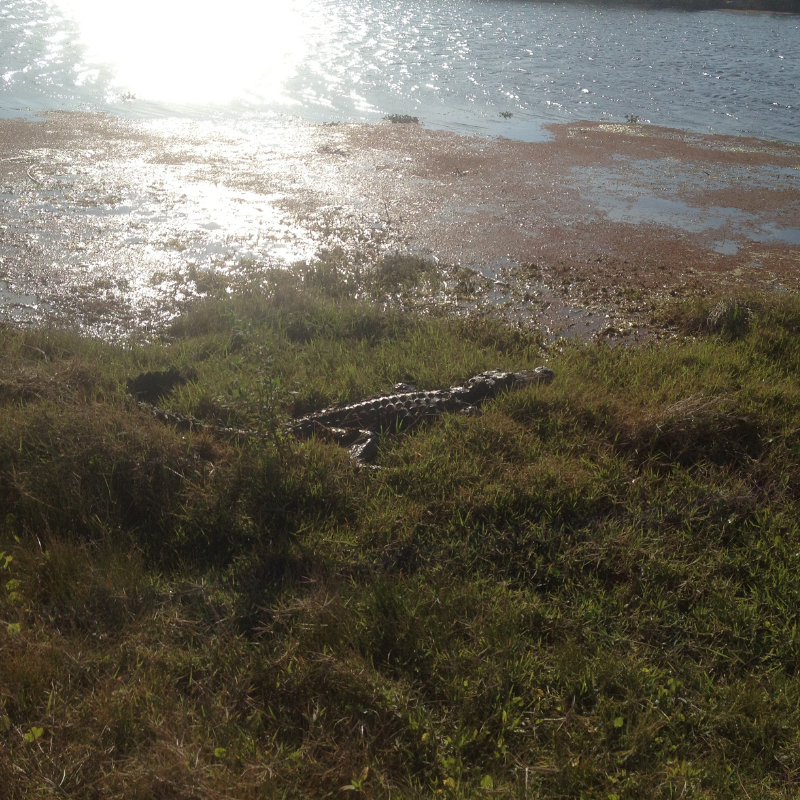 Loxahatchee National Wildlife Refuge