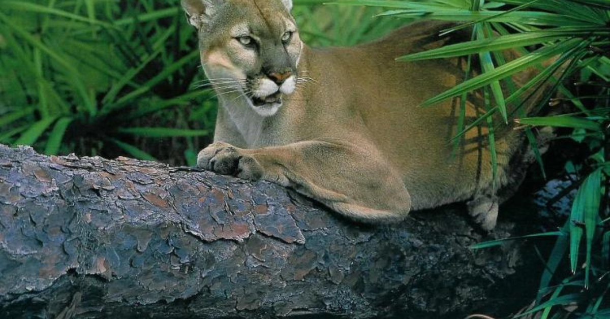 MAJESTIC FLORIDA PANTHERS