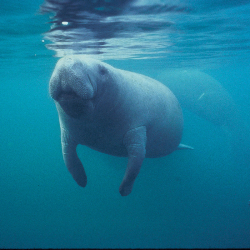 Manatee Viewing Areas