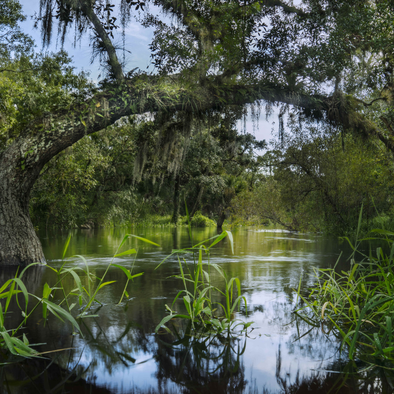 Myakka River State Park