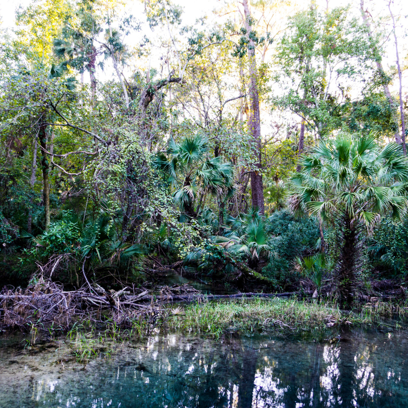 Ocala National Forest