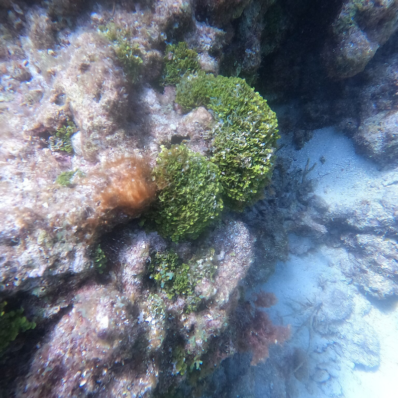 Pickles Reef