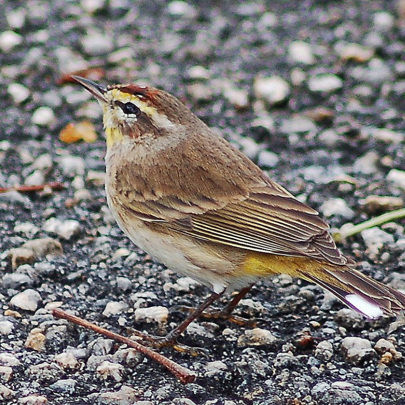 Seasonal Wildlife Events