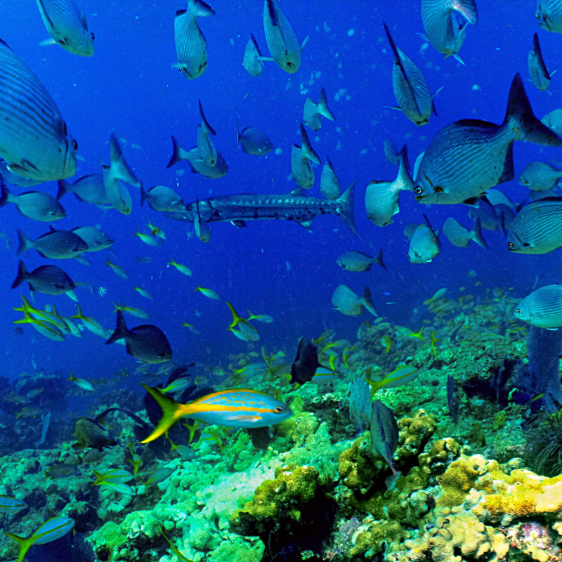 Sombrero Reef