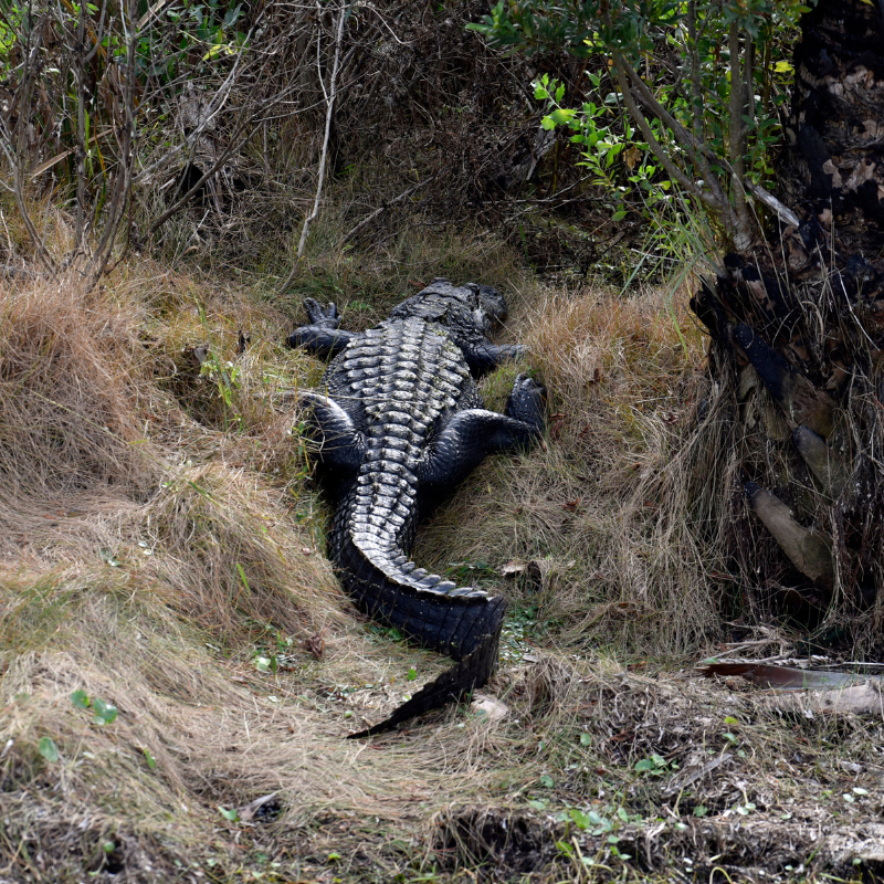 St. Marks National Wildlife Refuge