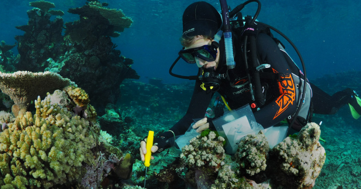 Coral Reefs Conservation