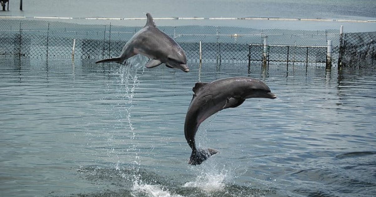 dolphin in florida