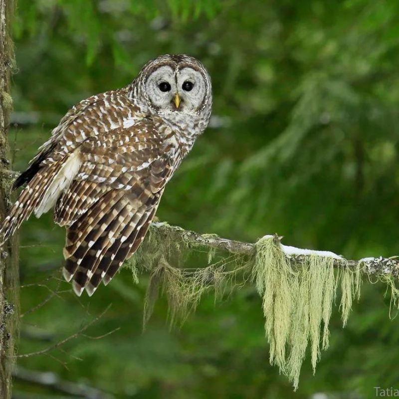 Florida Nocturnal Birds