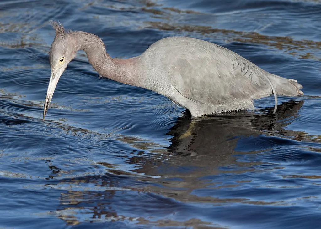 Merritt Island Wildlife Tour