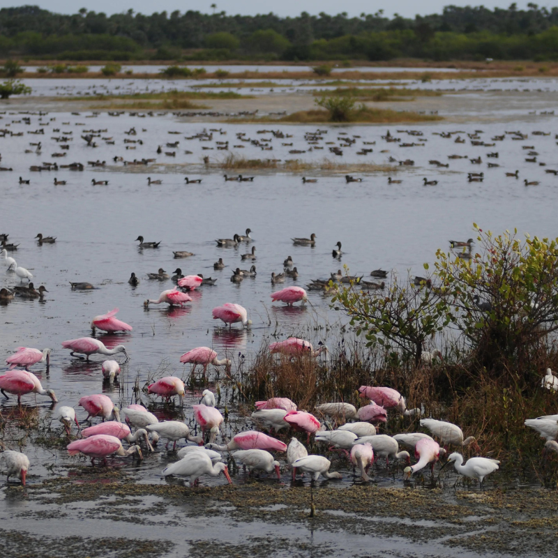 Merritt Island