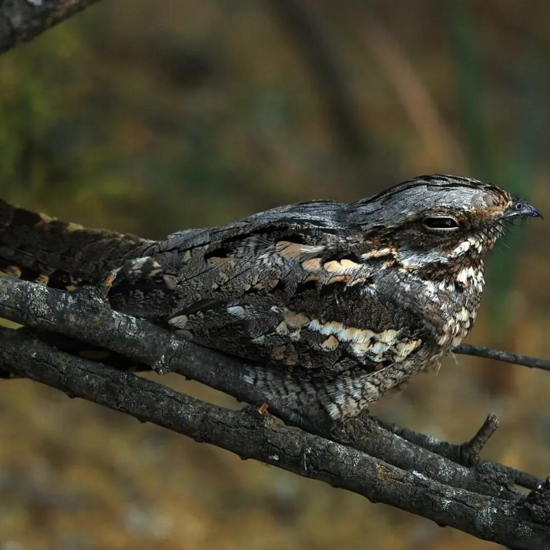 nightjars