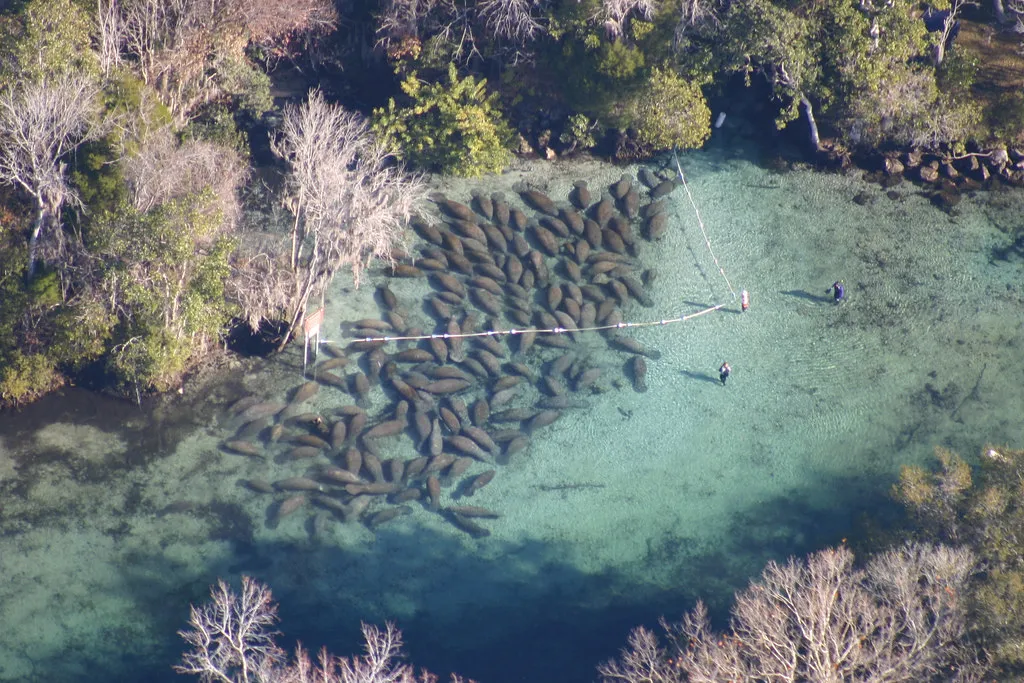 Crystal River Manatee Swim