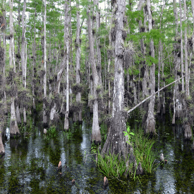 Big Cypress National Preserve