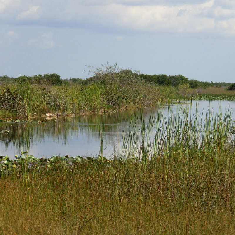 everglades Freshwater Marshes