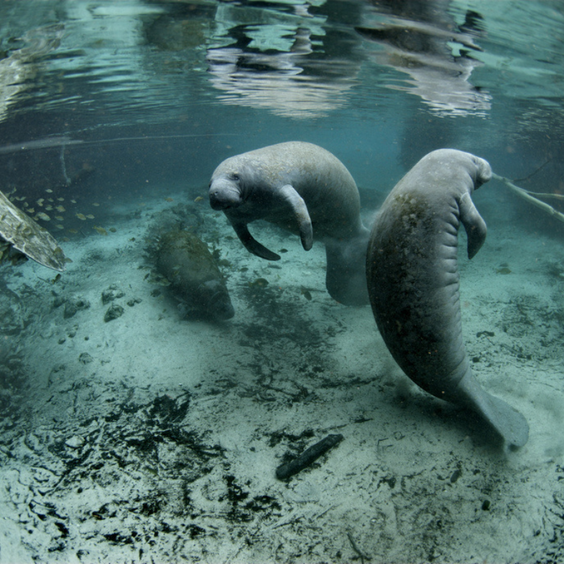 Florida Manatee