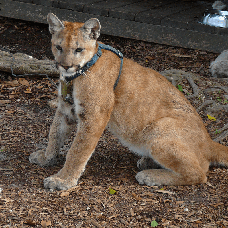 Florida Panther