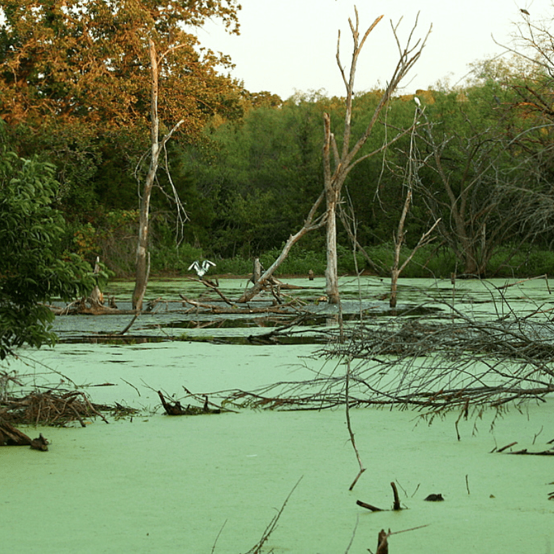 Green Swamp