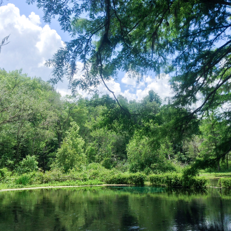 florida freshwater wildlife