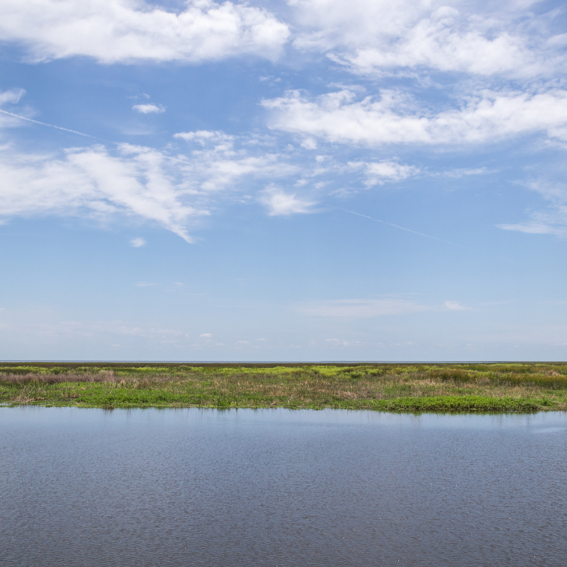 florida freshwater wildlife