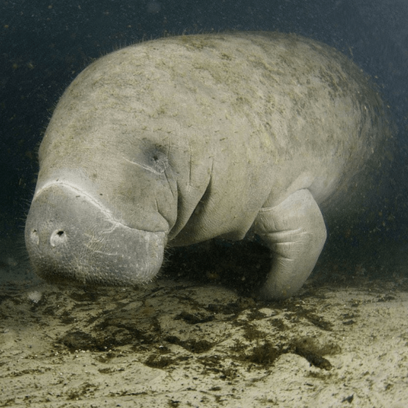 Manatee