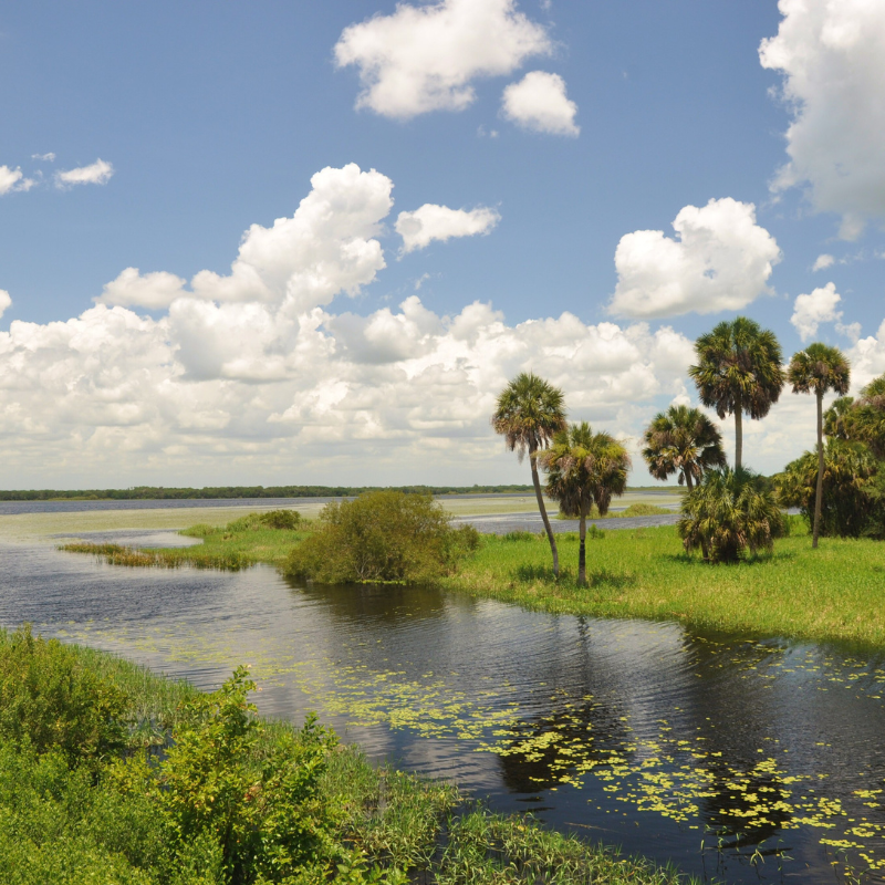 Myakka-Wildlife-Tours