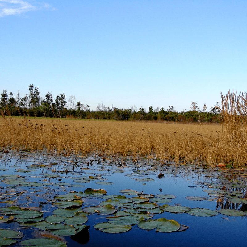 Okefenokee Swamp