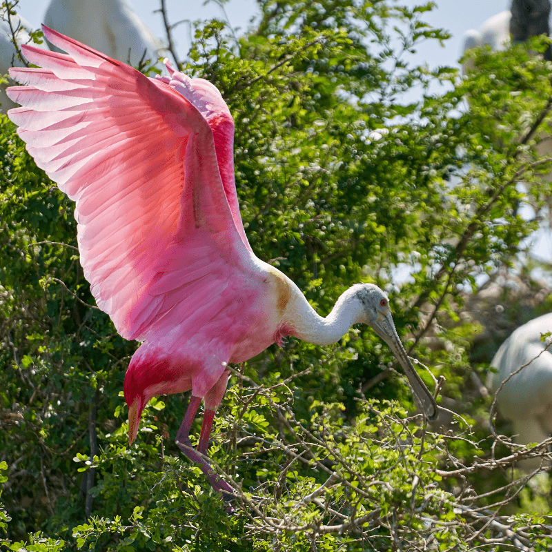 Roseate Spoonbill