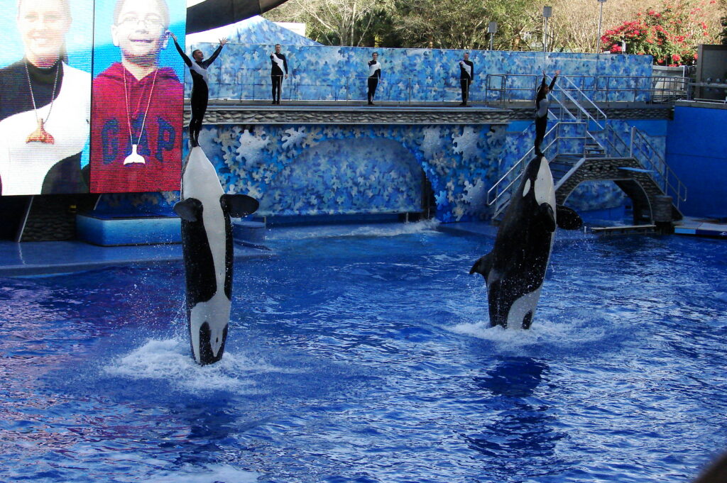 Dolphin Watching In Florida