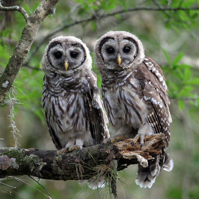 owls