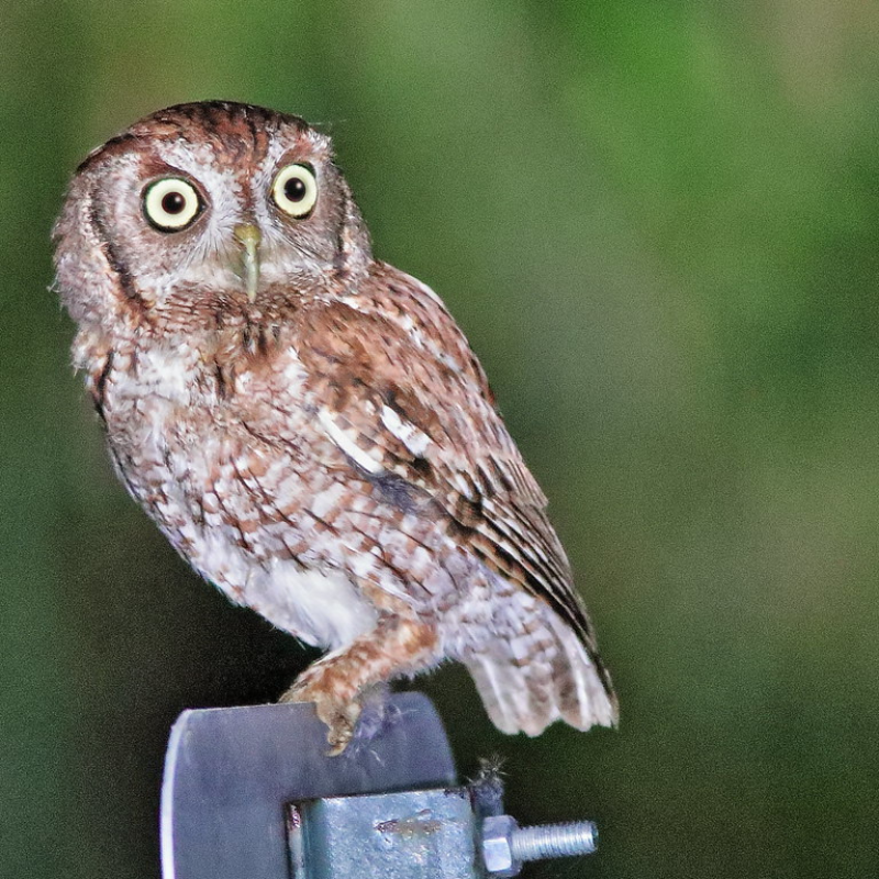 florida nocturnal birds
