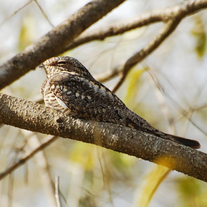 florida nocturnal birds