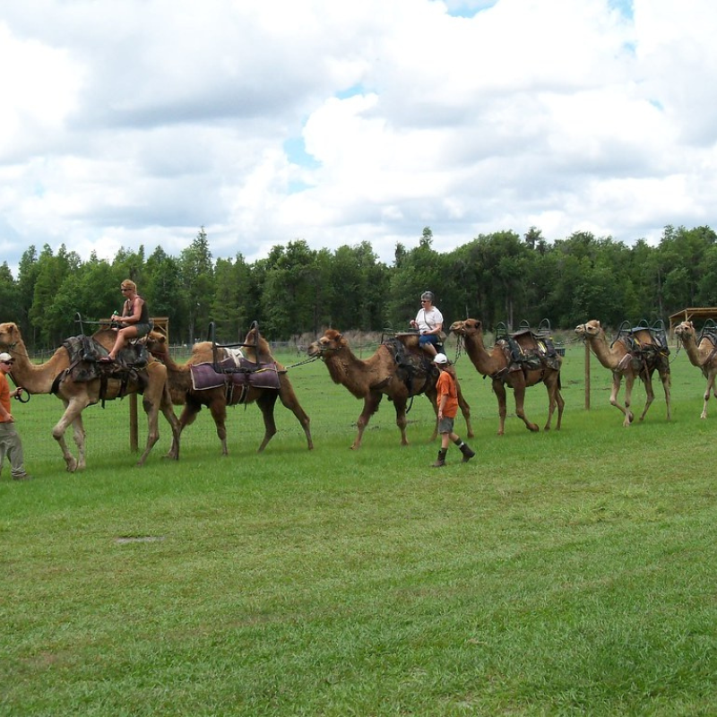 Safari Wilderness In Lakeland
