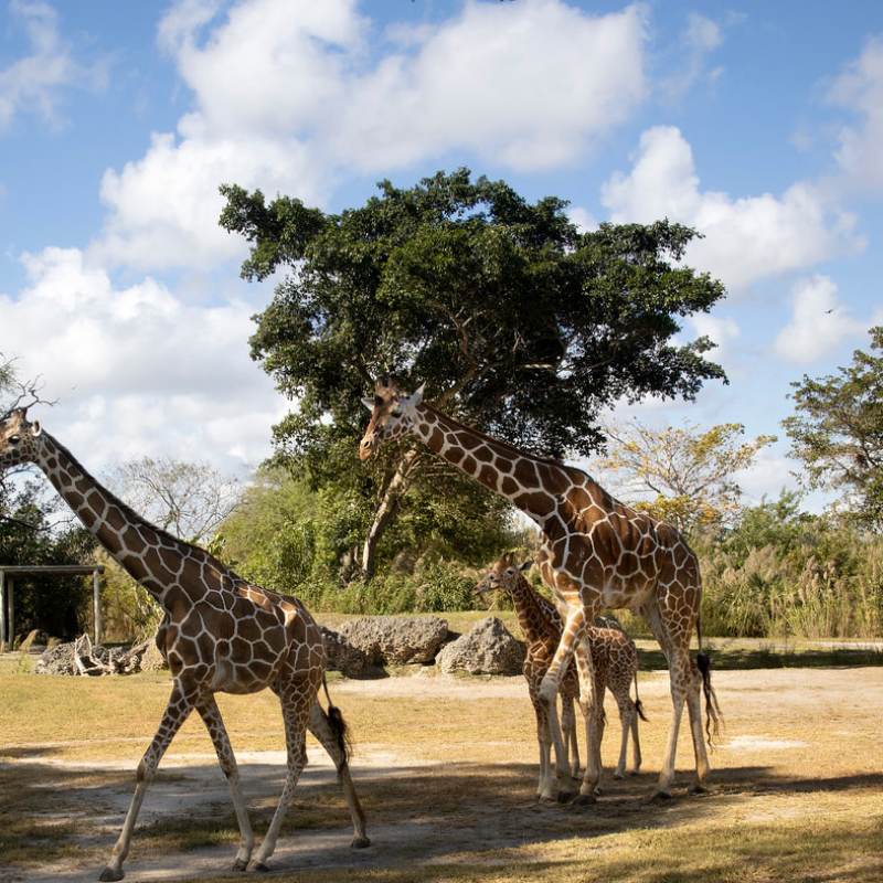 Zoo Miami safari tour 