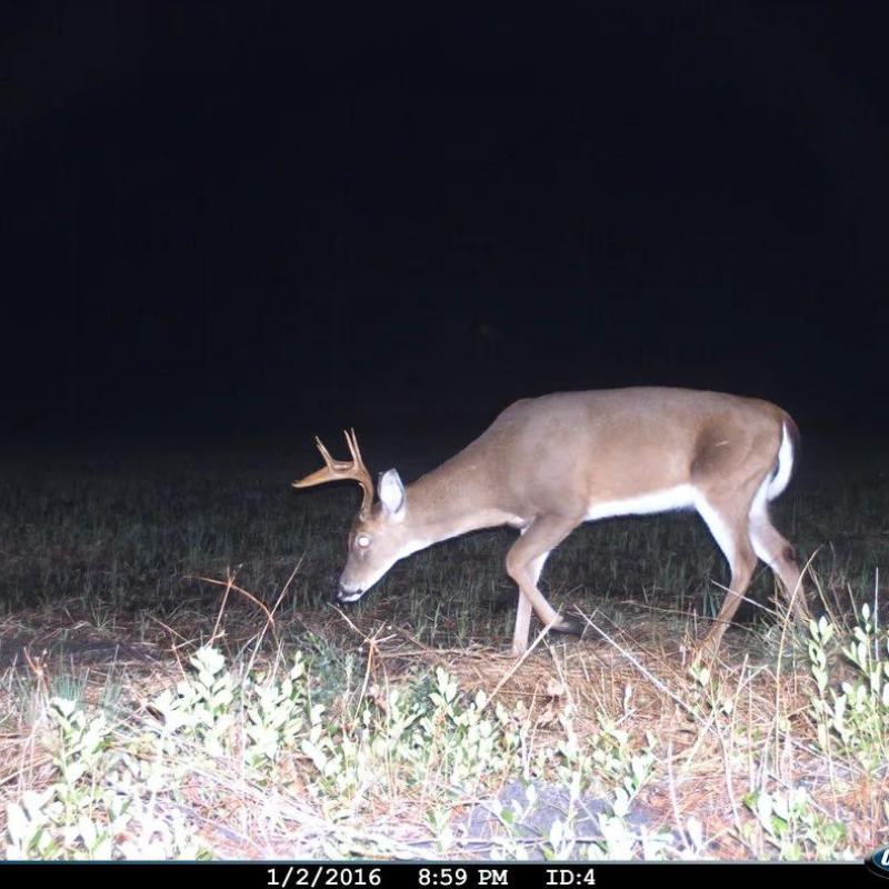 wildlife watching guide 