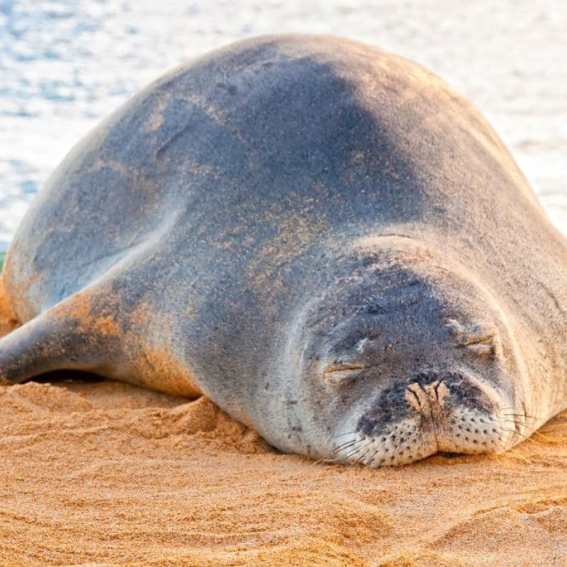 Effects Of Tourism On Marine Life 