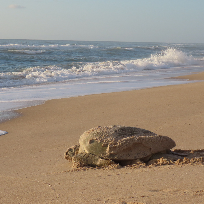 Effects Of Tourism On Marine Life 