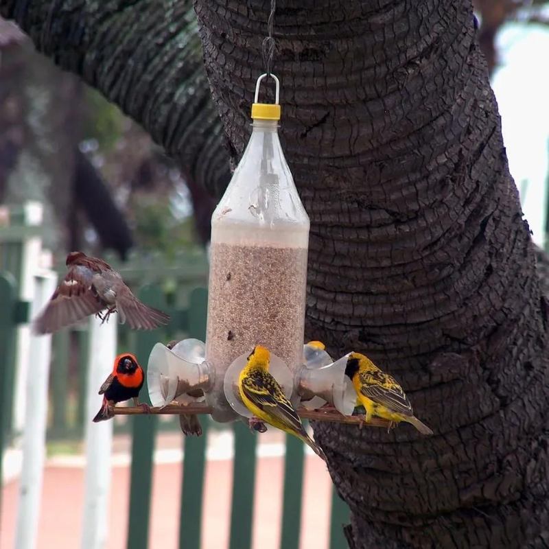 Build A Bird Feeder