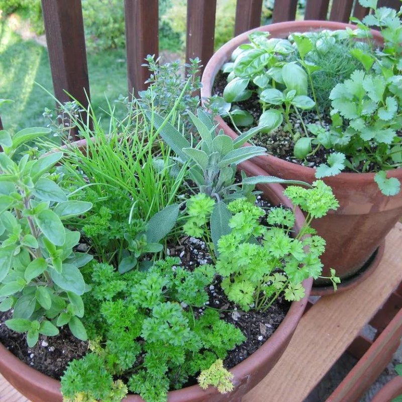 Green Living Activities For Families