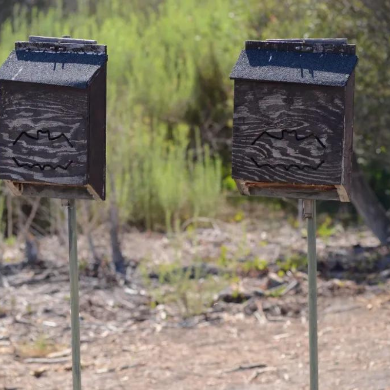 Bat Box