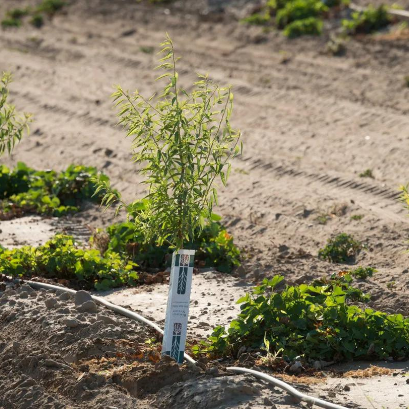 Green Living Activities For Families